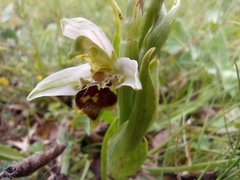 Ophrys apifera