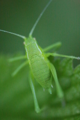 Isophya camptoxypha