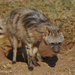 Lobo-da-Terra - Photo (c) Derek Keats, alguns direitos reservados (CC BY)