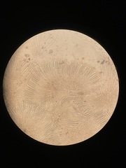 Pulvinula archeri