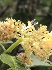 Palicourea didymocarpos