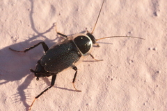 Phyllodromica megerlei
