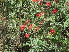Pentas