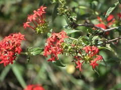 Pentas