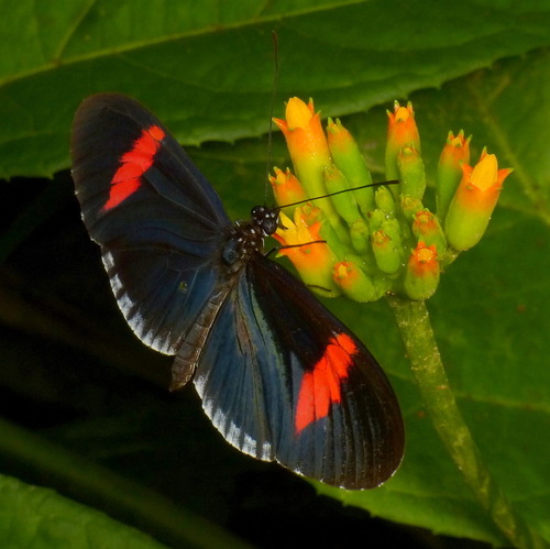 Postman Insect postman | Native Nature