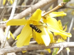 Dasysyrphus laticaudus