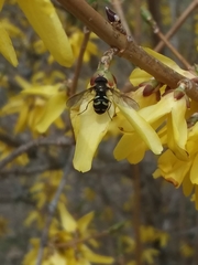 Dasysyrphus laticaudus