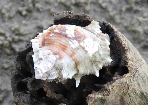 Bufonaria rana