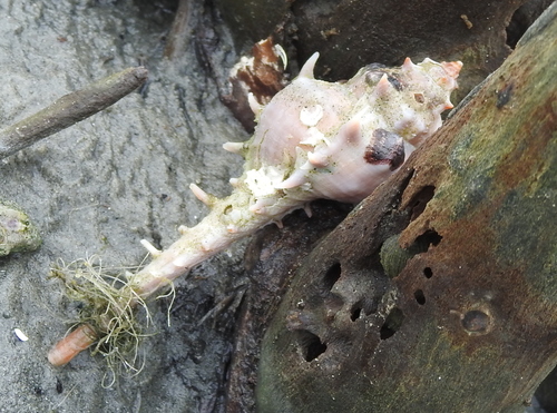 Murex occa