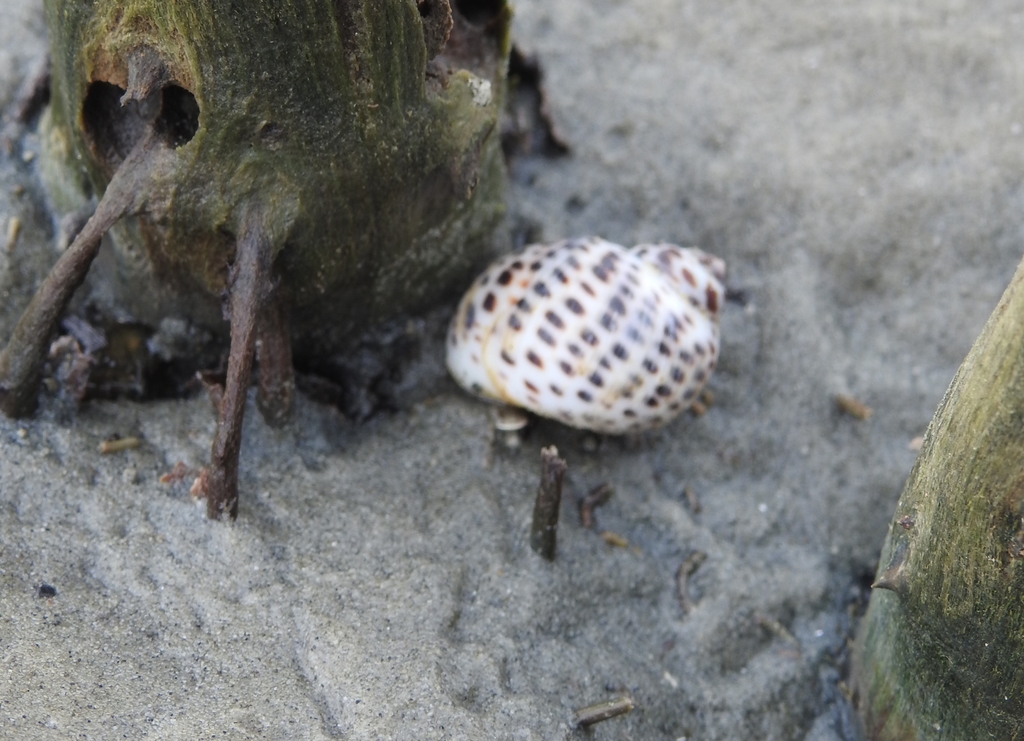 Tiger Moon Snail