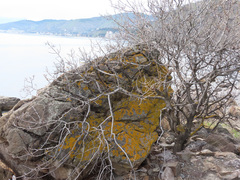 Xanthoria calcicola