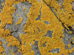 Xanthoria calcicola