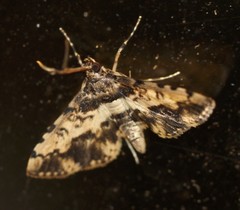 Nacoleia amphicedalis