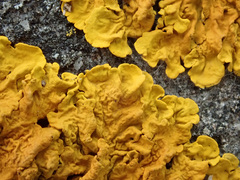 Xanthoria calcicola
