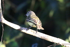Myiopagis gaimardii