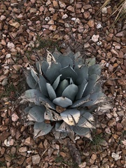 Agave parryi truncata