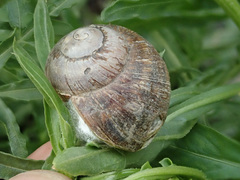 Helix albescens image