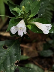 Ruellia terminalis