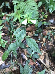 Ruellia terminalis