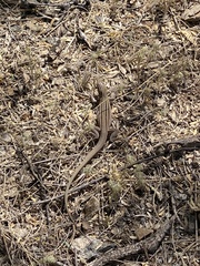 Aspidoscelis uniparens