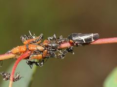 Eurymeloides bicincta