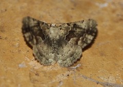 Aeolochroma quadrilinea