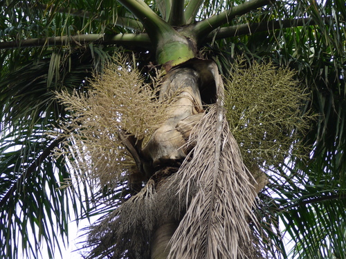 Roystonea regia