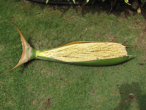 Roystonea regia