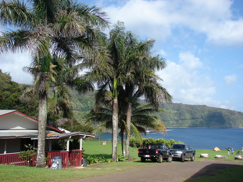 Roystonea regia