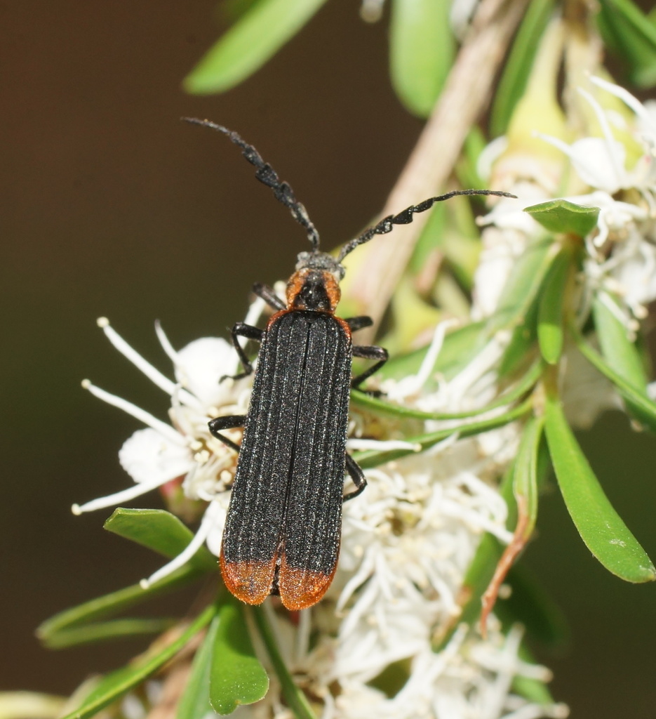 Pseudolycus