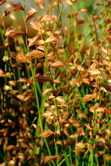 Platycaulos compressus