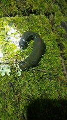 Bipalium univittatum