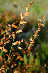 Platycaulos compressus