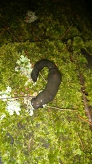 Bipalium univittatum