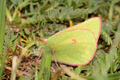 Colias meadii meadii