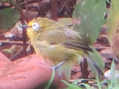 Zosterops kikuyuensis