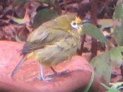 Zosterops kikuyuensis
