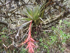 Tillandsia violacea