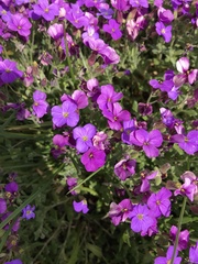 Aubrieta deltoidea