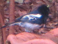 Melaniparus albiventris