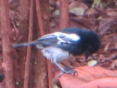 Melaniparus albiventris