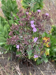 Munzothamnus blairii