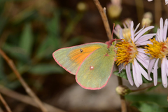 Colias meadii meadii