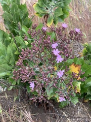 Munzothamnus blairii