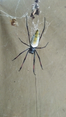 Trichonephila inaurata madagascariensis