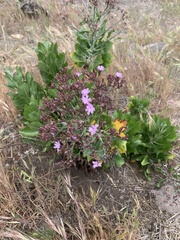 Munzothamnus blairii
