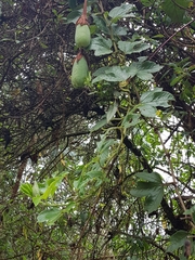 Passiflora mixta