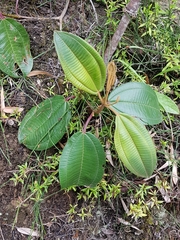 Miconia biappendiculata
