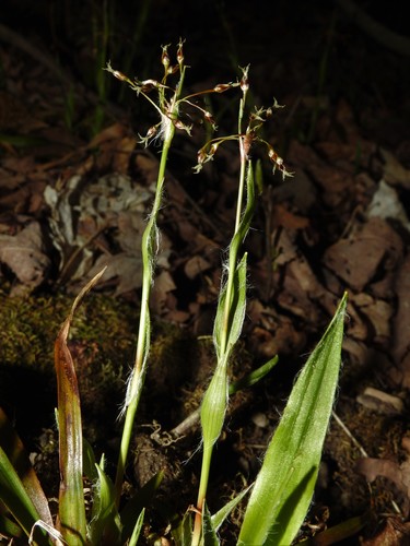 Carolina woodrush (Luzula acuminata ssp. carolinae)
