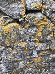 Variospora flavescens